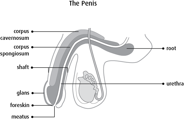 Shaft Of Penis